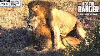 Male Lions Reinforcing Social Bonds |  Wildlife On Safari