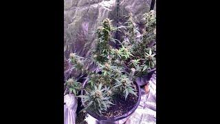 Green Poison XL Auto Seeds | Семена конопли Зеленый Яд