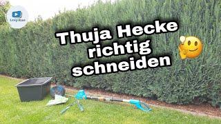 Thuja Hecke | Lebensbaum Hecke | Koniferen richtig schneiden - SO WIRD'S GEMACHT !