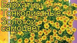 Бархатцы тонколистные Золотой самоцвет. Краткий обзор, описание tagetes tenuifolia Zolotoy samotsvet