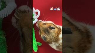 Funny Hamsters Video #hamsters #hamsterkombat #humor #comedy #cute #fannyhamser