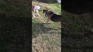 Pitbull  vs german shepherd