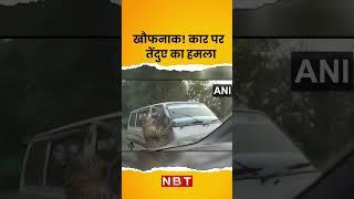 Leopard Attack on Car: Assam में कार पर तेंदुए का हमला LIVE #Shorts