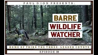 Barre Wildlife Watcher Episode 38