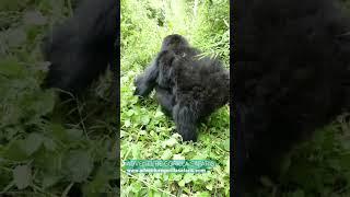 Babysitting in Mountain Gorillas. This 4 year old Juvenile is baby Sistine a 10 months old baby.