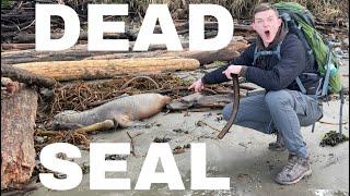 I Discovered Loads of Ocean Animals on a PNW Beach Exploration