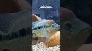 Umbee Cichlid Pair #umbeecichlid #cichlids #umbee #cichlasomapoweruk