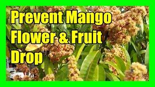 Prevent Mango Flowers From Falling: Mango Flower Drop Treatment and Management