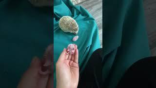 Baby so lovely #hedgehoge #cute #hedgehoglife #animalpictures #hedgehog #cuteanimals