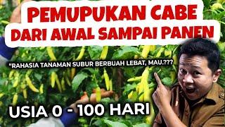 PALING LENGKAP.!!! RAHASIA PEMUPUKAN TANAMAN CABE DARI AWAL SAMPAI PANEN | Pupuk Subur Berbuah Lebat