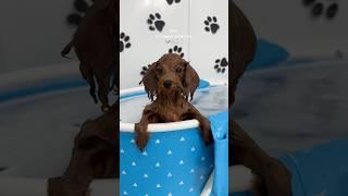 it’s puppy bath time! #puppy #shorts #asmr #blue #poodle #asmrvideo