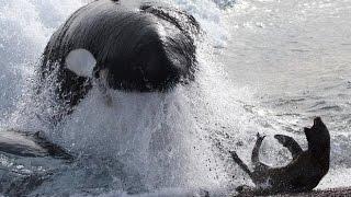 Killer Whales hunt seals - Fascinating facts in the wild