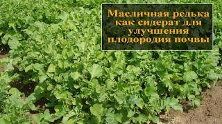 Масличная редька как сидерат