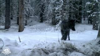 Banff National Park Wild Images: Neo Trio -- An elusive wolf pack shows its colours