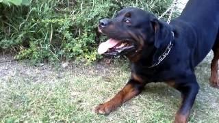 Big Rottweiler defends his territory 2