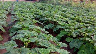 Trending Guide for  Okra Farming by Berco Farm