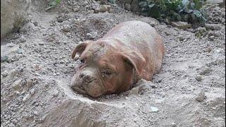 Изверг закопал эту собаку живьем. То, что случилось потом, просто разрывает сердце!