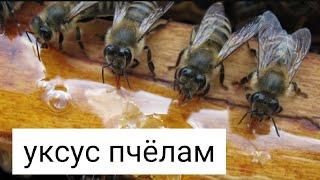 Уксус пчёлам в сироп для облегчения переработки. Можно или нет? В.Г. Кашковский