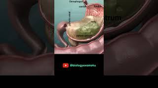 Digestion in Stomach Animation || Parts of the Stomach