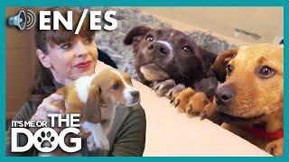 How to Choose a Puppy and Train it Successfully! | Full Episode