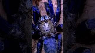 Паук птицеед Lampropelma violaceopes