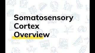 What is the Somatosensory Cortex? | College Physiology