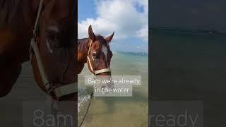 Early morning at sea with the horses #equestrian #horsegirls #horses