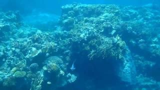 Coral reef snorkeling near Safaga, Soma Bay, Egypt, Red Sea (HD) #2