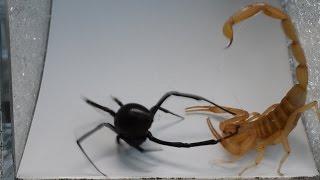 Scorpion vs. Black Widow (Warning: May be disturbing to some viewers)