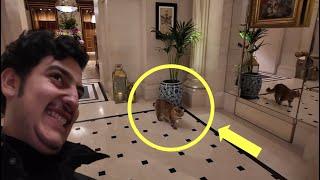 MOST FAMOUS CAT IN LONDON!! | Day 3