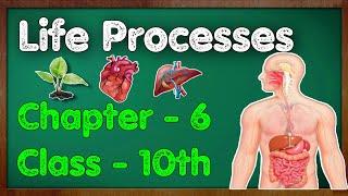 Life Processes Class 10 Science Biology | CBSE NCERT KVS