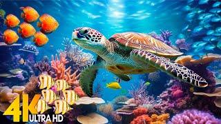 Ocean 4K - Sea Animals for Relaxation, Beautiful Coral Reef Fish in Aquarium(4K Video Ultra HD) #121