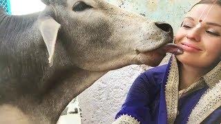 Cow licking English Woman Face