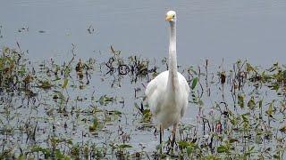 Great White Egret at Ham Wall Nature Reserve