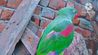 Parrot talk everything.YouTube · Destech(Deepak) 2023 adil baloch mehndi design