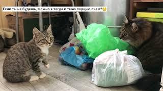 Кот объявил мне голодовку | Как подружить кота и котенка Смешные коты