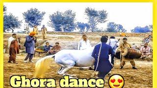 Ghora Dance 2024  Horse Dance shorkot  Ghora dance dadyal ||