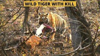 Wild tiger kill | #ranthambore | #tigervideo | WILDOPEDIA VIDEOS