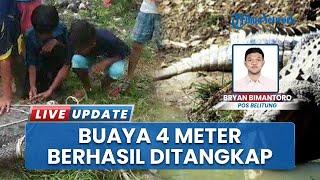 Warga Lalang Belitung Timur Kini Bisa Bernapas Lega, Buaya 4 Meter yang Bikin Resah Telah Ditangkap