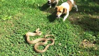 Jack Russell vs snake