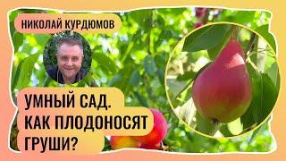 Умный сад.  Как и на чём плодоносят груши?