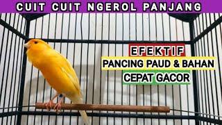 suara burung kenari gacor kicau panjang cocok buat masteran kenari paud agar bunyi [224] canaries