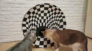 Cats vs 3D Hole | Optical Illusion