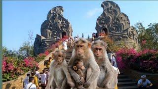 Monkeys Life In The Gumang Temple,Bugbug Karangasem Bali | Animals TV