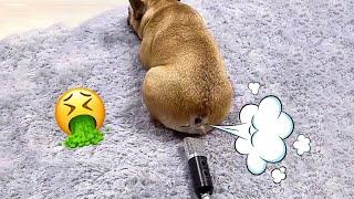 TRY NOT TO LAUGH Cats And Dogs Reaction To Fart Bad Pets 