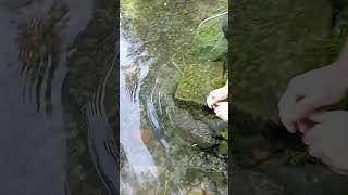 Big Grayling #flyfishing #grayling #bosnia #nature #wildlife #catchandrelease #fishing #fish #river