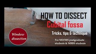 how to do the dissection of cubital fossa II tips, tricks & technique II #anatomy #humananatomy