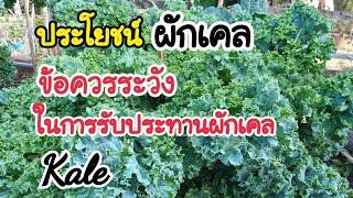 ประโยชน์และข้อควรระวังในการรับประทานผักเคล Kale