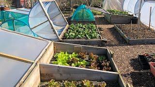 All planted for winter ~ october allotment tour