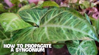 HOW TO PROPAGATE ARROWHEAD PLANT WITH RESULTS! (Syngonium Podophyllum) #houseplants #syngonium